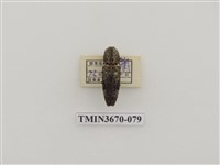 藏品(叩頭蟲(1))的圖片